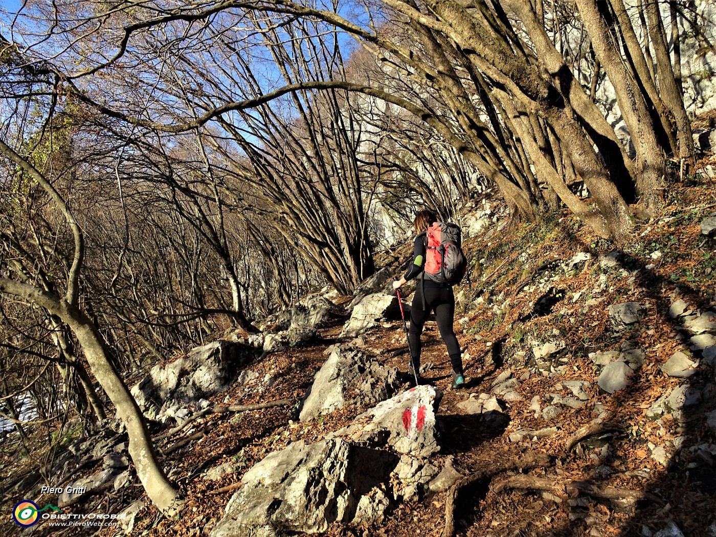 08 Nel bel bosco di carpini neri sul sent- 571 partiti dalla Roncola.JPG